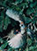 <em>Chipping Sparrow, Spizella Passerina, Great Spruce Head Island, Maine</em>, 1971<br>Dye-transfer print