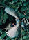 Eliot Porter (1901 - 1990)<br><em>Chipping Sparrow, Maine</em>, 1971</br>Vintage dye-transfer print<br>Image: 10 1/2 x 7 7/8"; Mount: 20 x 15"
