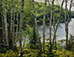 <em>Adirondacks, White Birches</em>, 1964<br>Dye-transfer print</br>