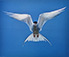 <em>Arctic Tern, Matinicus Rock, Maine</em>, 1976<br>Dye-transfer print</br>Image: 10 3/8 x 12 5/8"; Mount: 15 x 18"