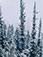 <em>Spires and Spruce Trees, Bryce Canyon, Utah</em>, 1975<br>Dye-transfer print</br>Image: 10 1/2 x 8"; Mount: 20 x 15