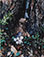 <em>Ruffled Grouse's Nest, New Hampshire</em>, c.1953 - 1956<br>Vintage dye-transfer print</br>Image: 10 3/4 x 8 7/16"; Mount: 20 x 15"