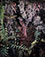 <em>Song Sparrow, Great Spruce Head Island, Maine</em>, 1945<br>Vintage wash-off relief</br>Image: 10 3/8 x 8 ¼”; Mount: 17 x 13”