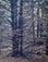<em>Spruce Woods, Summer</em>, 1954<br>Vintage dye-transfer print<br>Image: 10 3/4 x 8 3/8"; Mount: 20 x15"