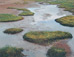 <em>Tarn with Cotton Grass, Fjardarheidi, Road to Seydisfjördur, Iceland</em>