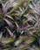 <em>Foxtail Grass, Lake City, Colorado</em>, 1957