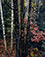 <em>Trunks of Maple and Birch with Oak Leaves, Passaconaway Road, New Hampshire</em>, 1956