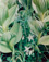 <em>Hellebore and Columbine, Sangre de Cristo Mountains, New Mexico</em>