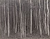 <em>Aspen Grove, Aspen, Colorado</em>, 1969<br>Platinum print</br>Image: 7 1/2 x 9 1/2"; Mount: 14 x 17"