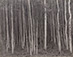 <em>Aspen Grove, Aspen, Colorado</em>, 1969<br>Platinum print</br>Image: 7 1/2 x 9 1/2"; Mount: 14 x 17"
