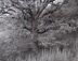 <em>Oak Tree, Holmdel, New Jersey</em>, 1970<br> Gelatin Silver or Platinum print