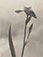 <em>Iris</em>, 1924<br>Vintage platinum print</br>Image: 8 5/8 x 6 5/8"