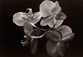 Kenro Izu<br><em>Still Life #518,</em> 1994<br/>Platinum print