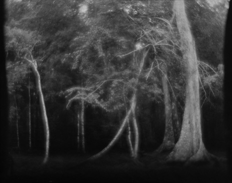 <em>Untitled (Trees)</em><br />Gelatin silver print on printing out paper<br />Image: 7 5/8 x 9 5/8"; Paper: 8 x 10""