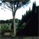 <em>Villa Cetinale, Italy</em>, 2000<br />C Print<br />Image: 19 x 19"; Paper: 24 x 20"