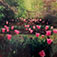 Lynn Geesaman (1938 - 2020)<br><em>Crathes Castle Garden, Scotland</em>, 1994</br> C Print<br>Image: 19 x 19