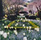 <em>Filoli Gardens, CA</em>, 2000<br>C Print</br>Image: 19 x 19"; Paper: 24 x 20"