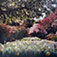 <em>Filoli Gardens, CA</em>, 2000<br>C Print</br>Image: 19 x 19"; Paper: 24 x 20"