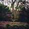 <em>Live Oak Gardens, LA</em>, 1993<br>C Print</br>Image: 19 x 19"; Paper: 24 x 20"