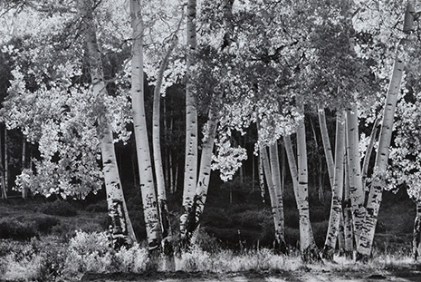 <em>Aspens</em>, nd<br>Gelatin silver print</br>Image: 8 7/8 x 13 3/8"; Paper: 9 1/2 x 14"