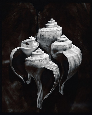 Olivia Parker Still Life Photography Olivia Parker Still Life Photography