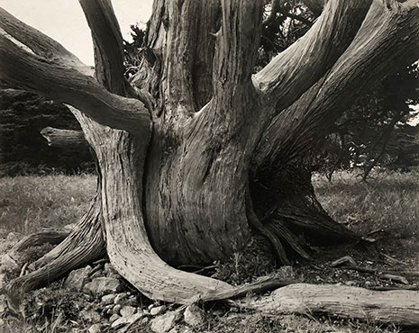 <em>Untitled (Tree Trunk)</em>, 1938<br>Vintage gelatin silver print</br>Image: 7 1/2 x 9 1/2"; Mount: 14 x 18"