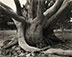 Sonya Noskowiak<br><em>Untitled (Tree Trunk)</em>, 193</br>Vintage gelatin silver print<br>Image: 7 1/2 x 9 1/2"; Mount: 14 x 18"