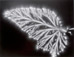 <em>Begonia Leaf,</em> 1974<br />Vintage gelatin silver print<br />Image: 10 1/8 x 13 3/8"; Mount: 16 x 20"