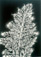 <em>Wild Carrot,</em> 1974<br />Gelatin silver print<br />Image: 11 3/4 x 9"; Mount: 16 x 20"