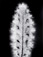 <em>Milk Thistle,</em> 1974<br />Vintage gelatin silver print<br />Image: 13 3/8 x 10 1/4"; Mount: 20 x 16"