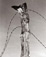 <em>Fence Post and Barbed Wire</em>, c. 1930<br>Gelatin silver print</br>Image: 9 1/16 x 7 5/16; Mount: 17 x 14" 