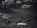 Wynn Bullock (1902 - 1975)<br><em>Child in Forest</em>, 1954</br>Vintage gelatin silver print<br>Image/Paper: 7 7/16 x 9 7/16; Mount: 15 x 15 1/16"