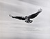 Eliot Porter<br><em>Osprey with fish, Great Spruce Head Island</em>, c. 1949</br>Gelatin silver print