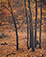 Eliot Porter<br><em>Yellow Aspens, New Mexico</em>, 1951, printed 1963</br>Vintage dye-transfer print