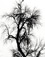 <em>Ash Tree, Arizona</em>, 1958<br>Gelatin silver print