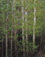 <em>Aspens, Spring, New Mexico</em>, 1957<br>Dye-transfer print