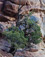 <em>Juniper Tree, Arches National Monument, Utah</em>, 1958<br>Vintage dye-transfer print 