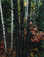 <em>Maple and Birch Trunks and Oak Leaves, Passaconaway, New Hampshire</em>, 1956<br>Dye-transfer print 