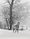 Myron Wood (1921 - 1991)<br><em>Untitled (Horse in snow)</em>, 1976</br>Gelatin silver print</br>Image/Paper: 6 1/4 x 4 1/2"