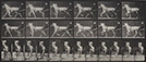Eadweard Muybridge<br><em>Animal Locomotion, pl. 610</em>, 1887</br>Collotype<br>Image: 8 x 13 1/4"