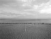 Harry Callahan</br><em>Cape Cod (Volleyball Net),</em> 1972<br>Gelatin silver print</br>Image: 12 3/8 x 16 1/4"; Paper: 14 x 17"