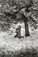Edouard Boubat</br><em>Parc de Sceaux, Cerisiers Japonais,</em> 1983<br>Gelatin silver print</br>Image: 13 7/8 x 9 1/2"