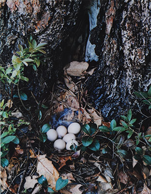 Photography Dealers